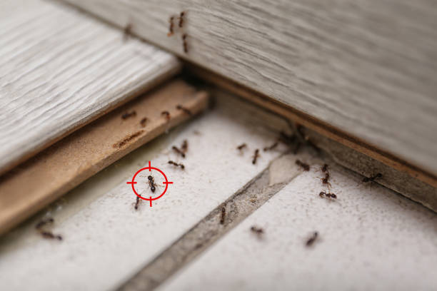 Best Residential Pest Control  in Rosenhayn, NJ